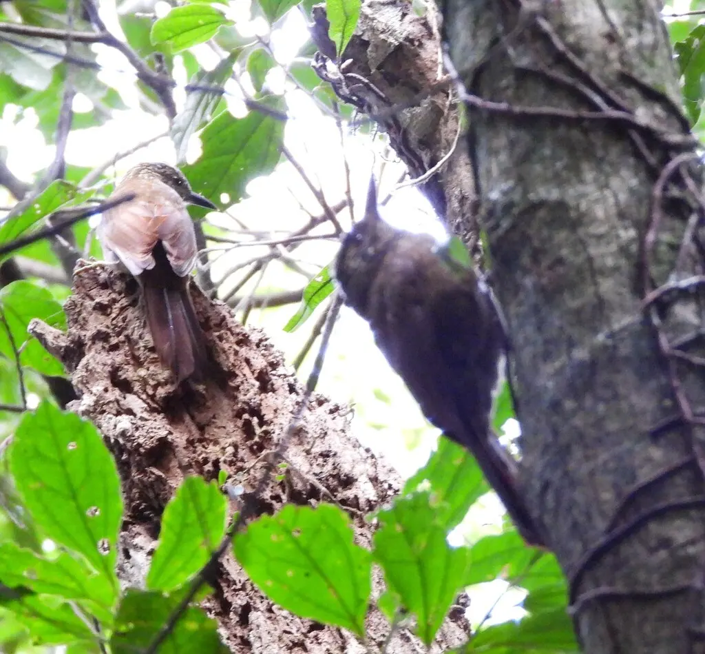 南美䴕雀（Dendrocolaptes platyrostris）
