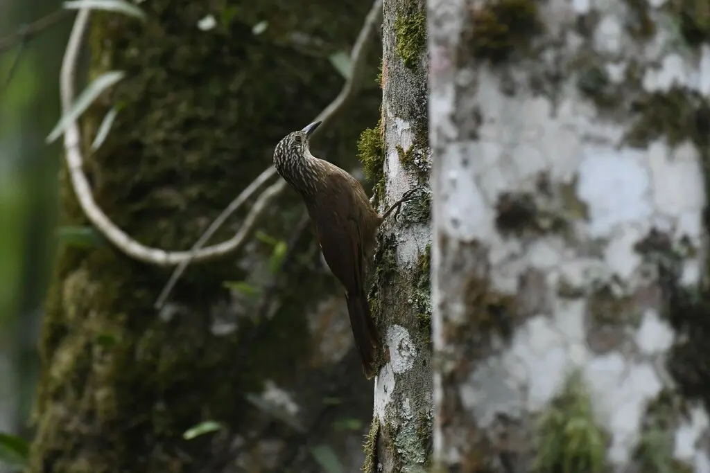 南美䴕雀（Dendrocolaptes platyrostris）