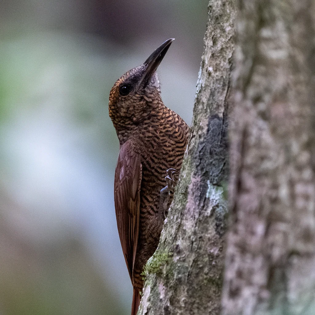 北斑䴕雀（Dendrocolaptes sanctithomae）