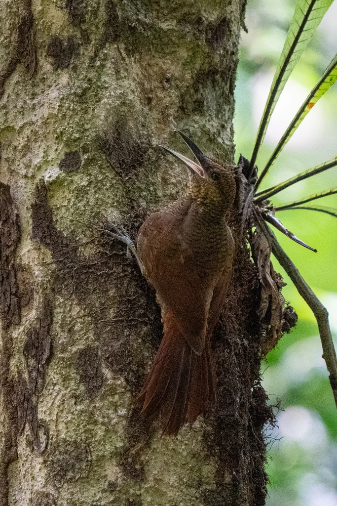 北斑䴕雀（Dendrocolaptes sanctithomae）