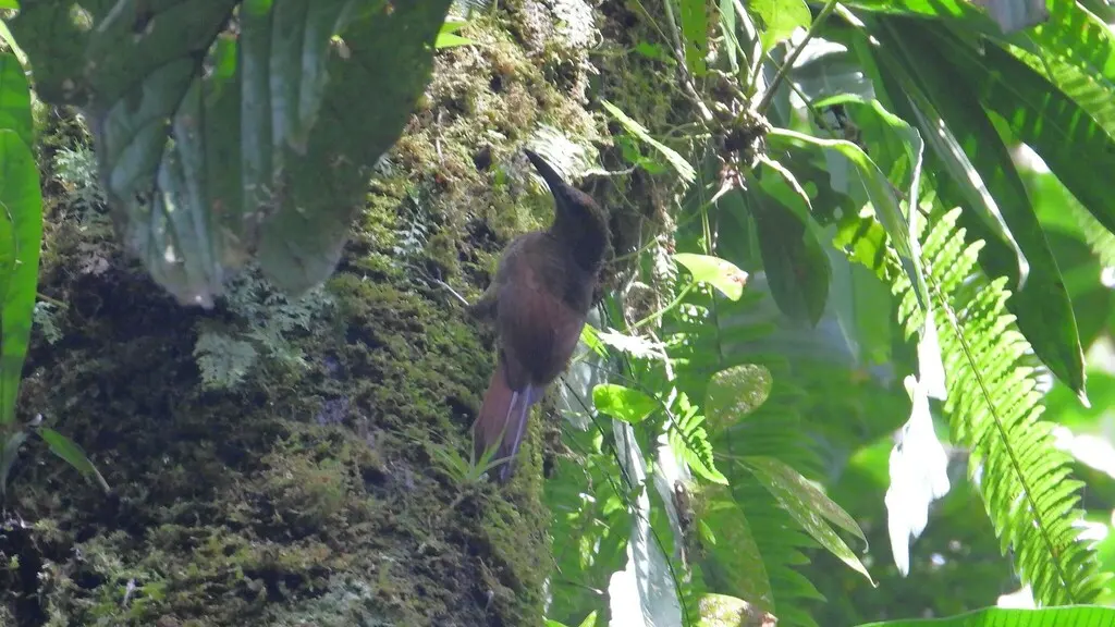 北斑䴕雀（Dendrocolaptes sanctithomae）