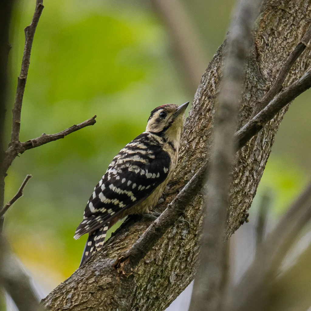 点胸啄木鸟(Dendrocopos analis)
