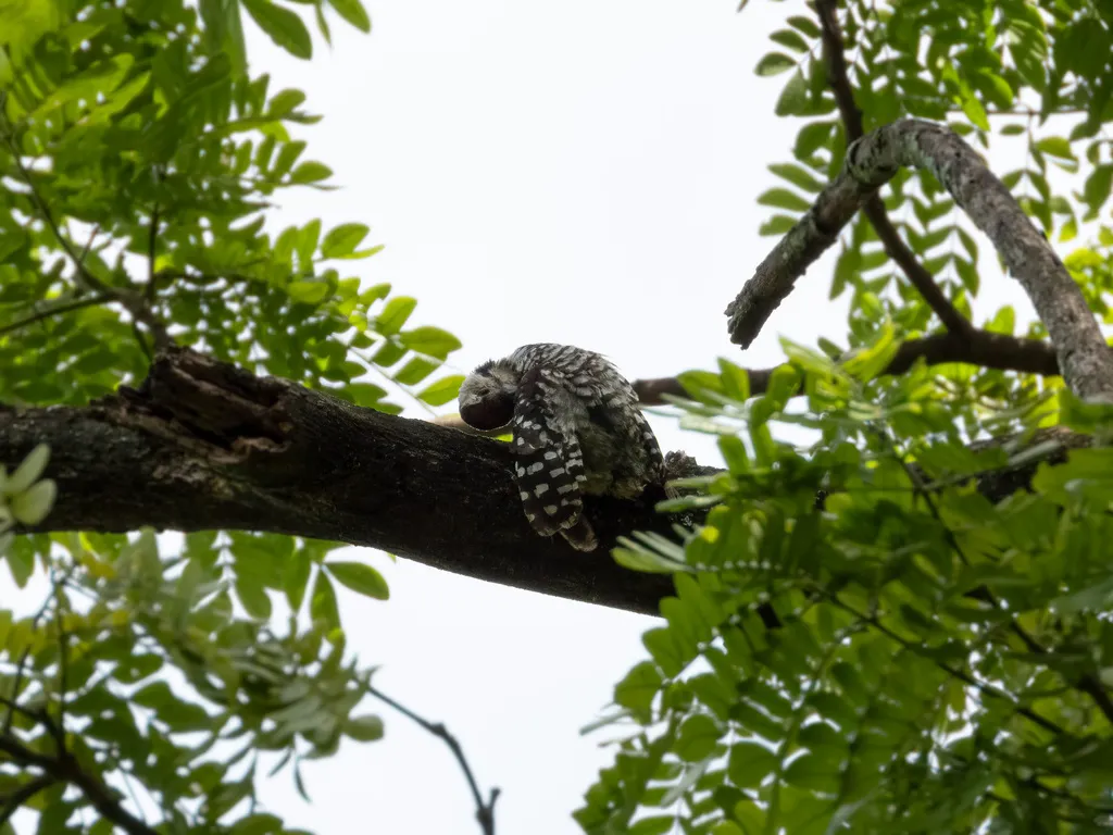 点胸啄木鸟(Dendrocopos analis)