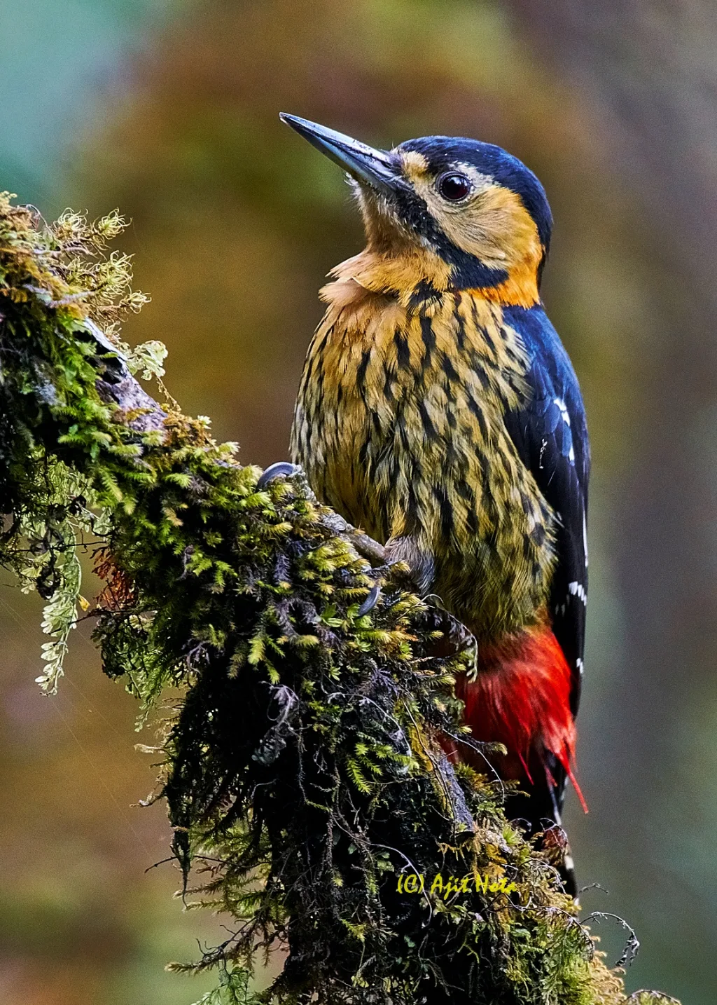 黄颈啄木鸟（Dendrocopos darjellensis）