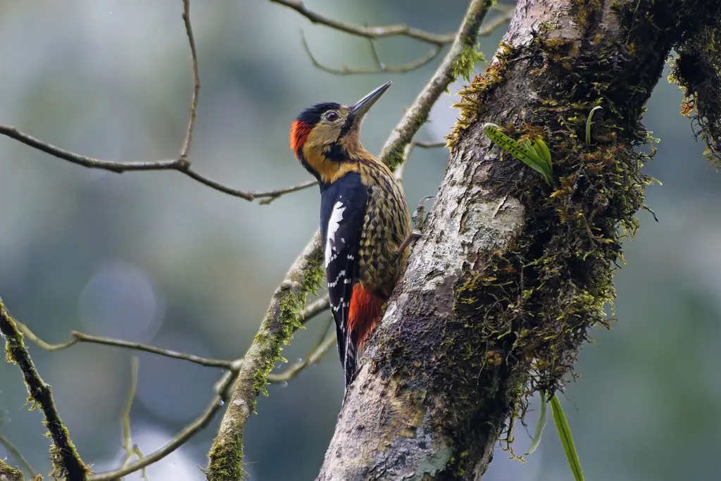 黄颈啄木鸟（Dendrocopos darjellensis）