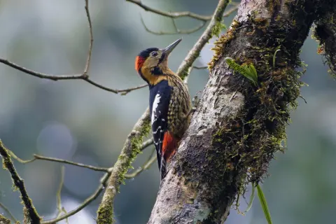 黄颈啄木鸟