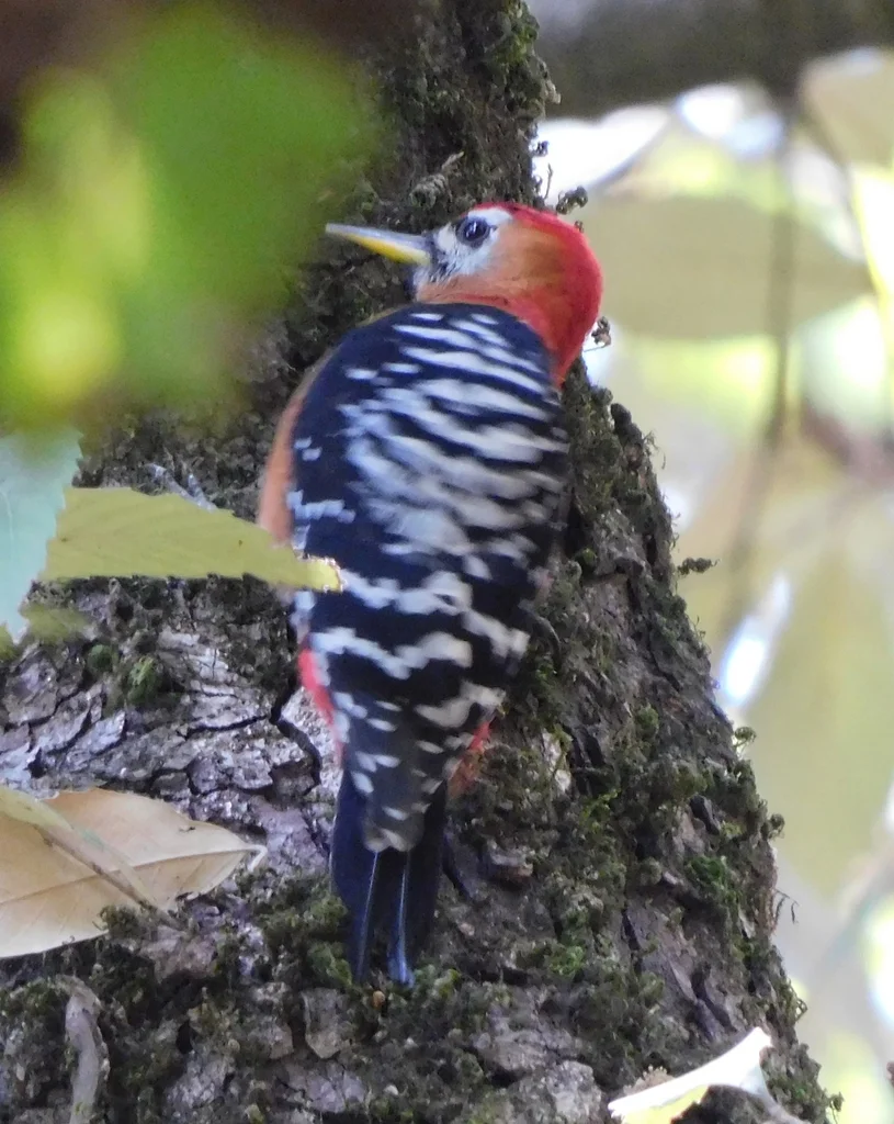 棕腹啄木鸟(Dendrocopos hyperythrus)