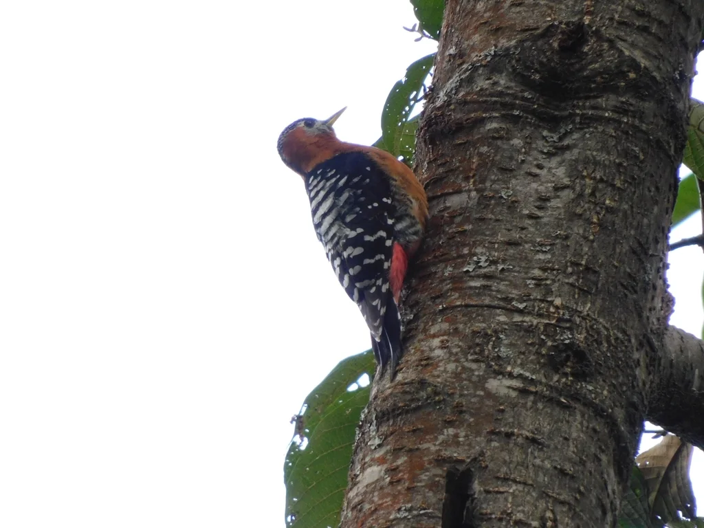 棕腹啄木鸟(Dendrocopos hyperythrus)