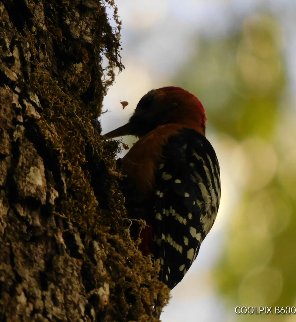 棕腹啄木鸟(Dendrocopos hyperythrus)