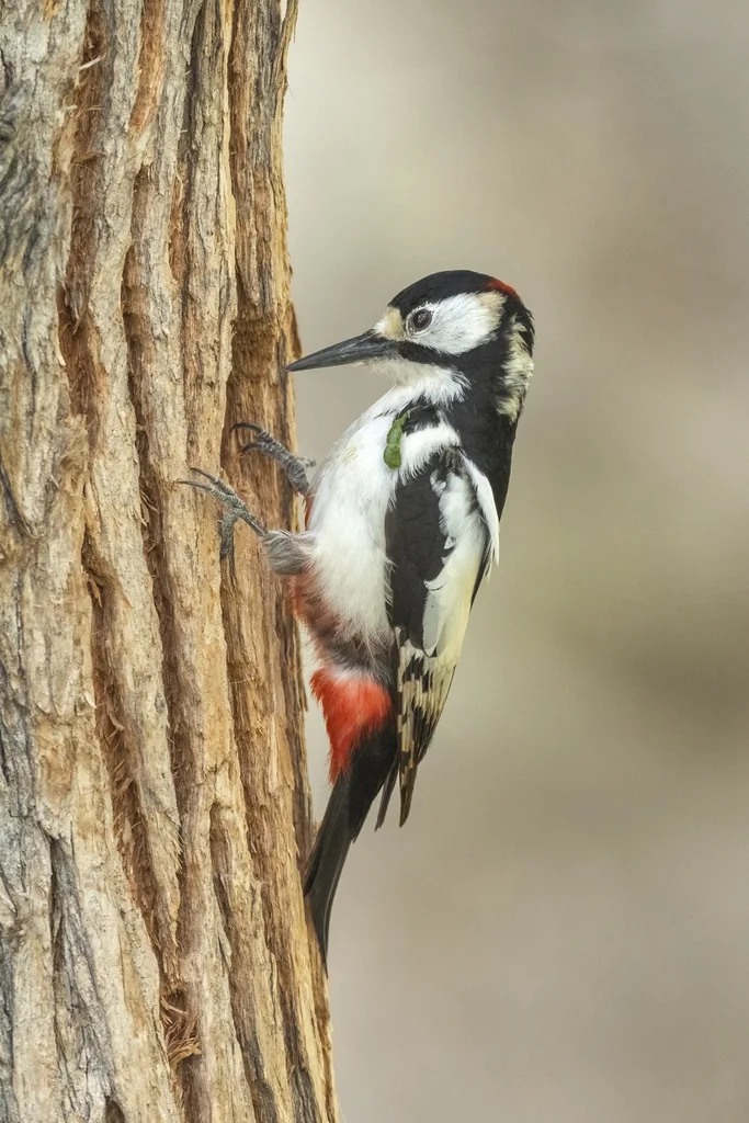 白翅啄木鸟(Dendrocopos leucopterus)
