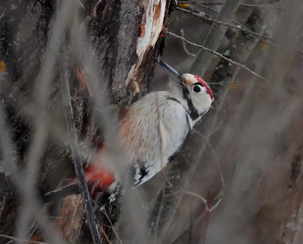 白背啄木鸟(Dendrocopos leucotos)