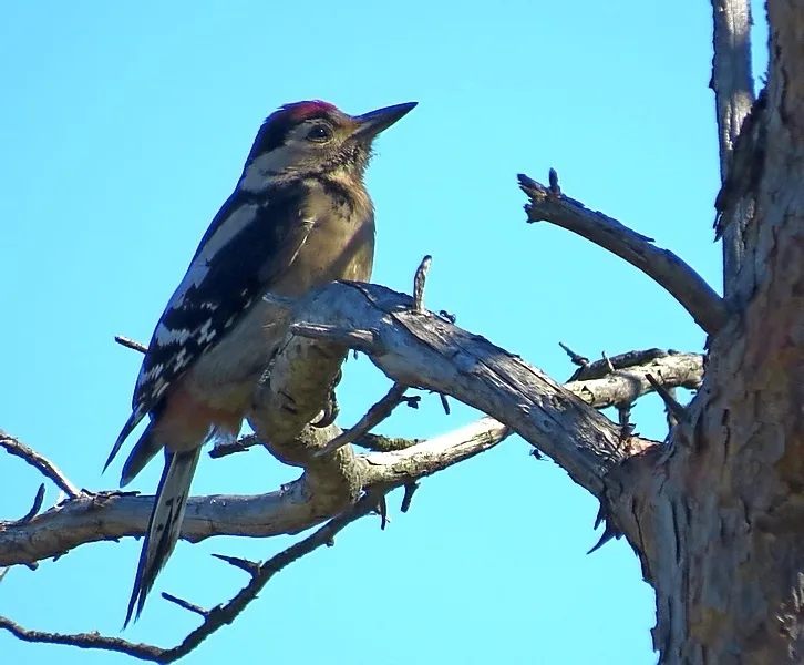 大斑啄木鸟(Dendrocopos major)