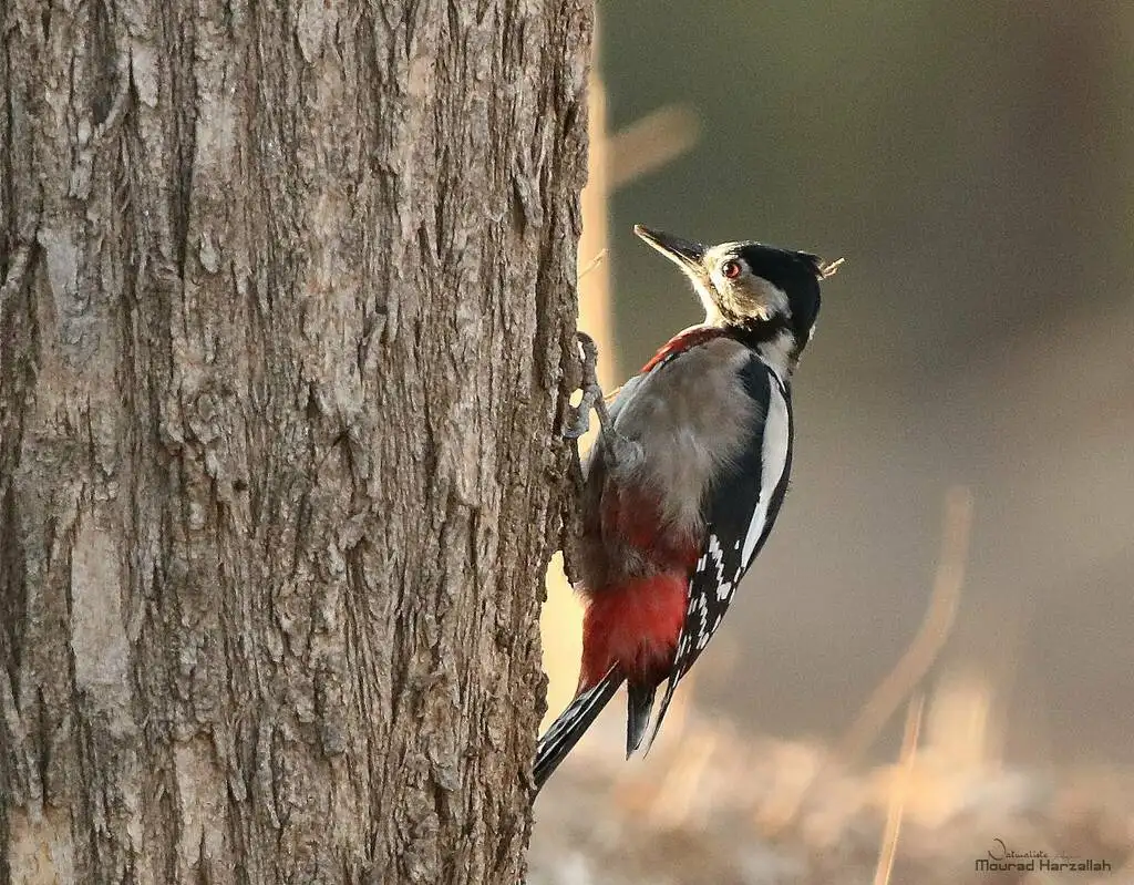 大斑啄木鸟(Dendrocopos major)