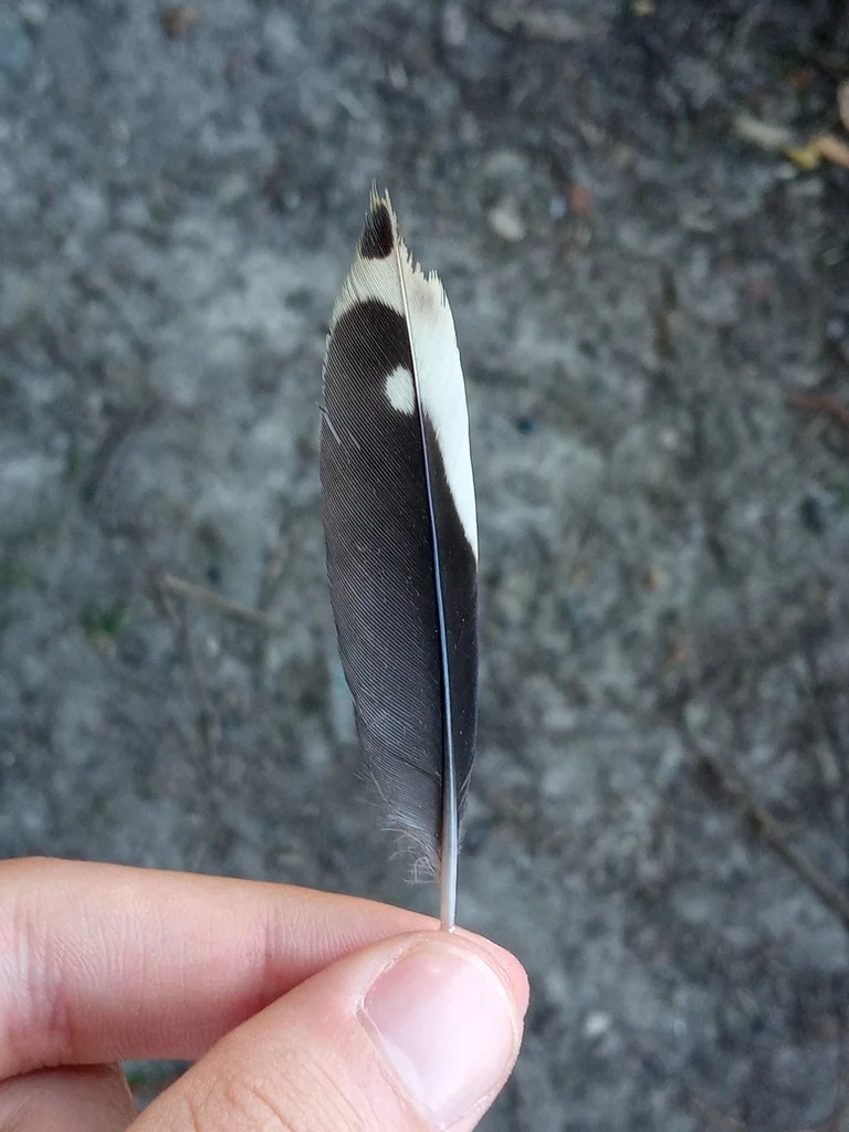大斑啄木鸟(Dendrocopos major)