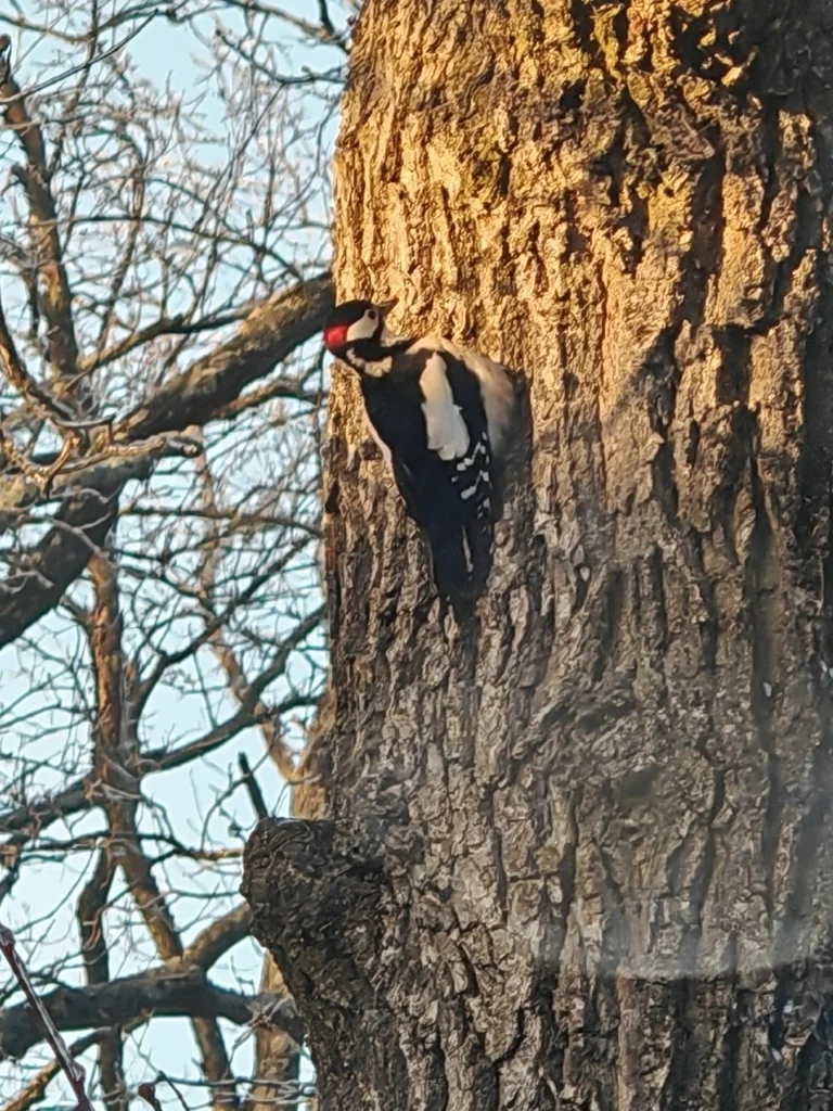 大斑啄木鸟(Dendrocopos major)