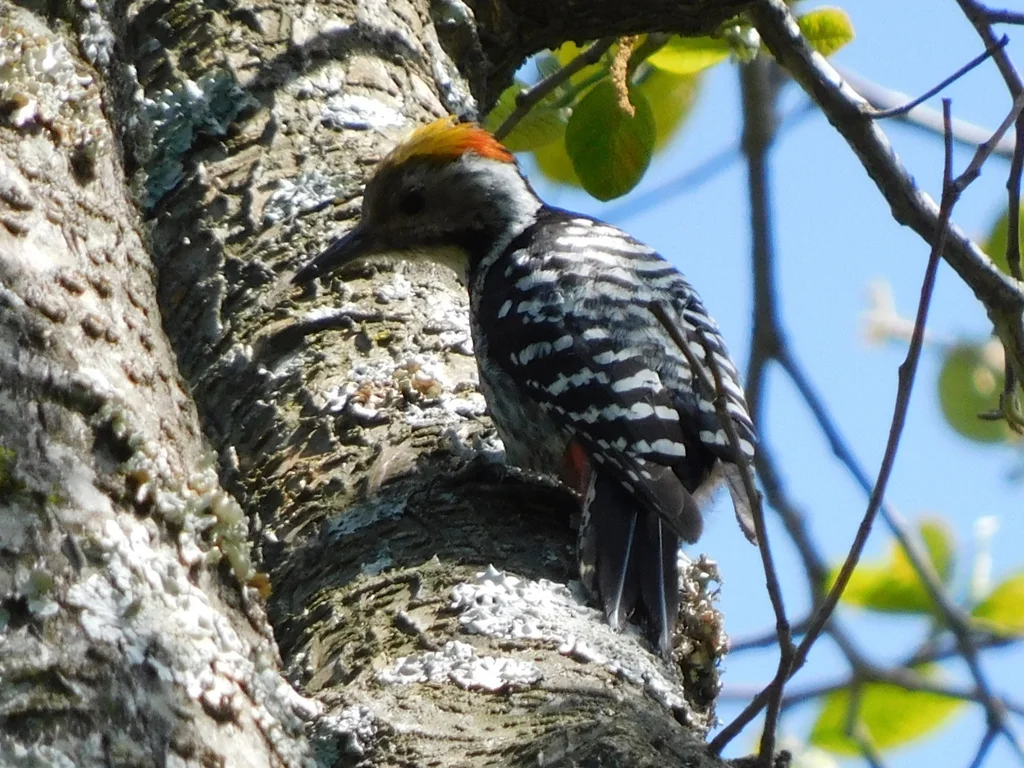 褐额啄木鸟(Dendrocoptes auriceps)