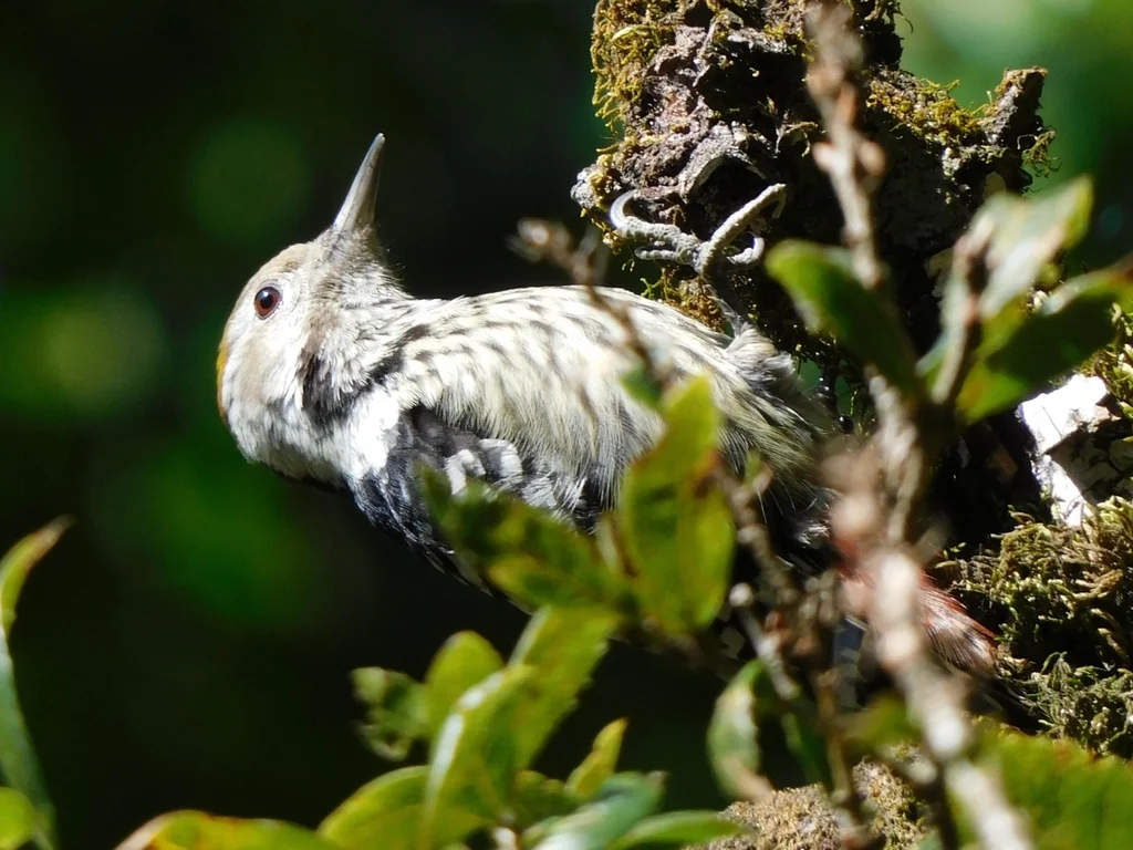 褐额啄木鸟(Dendrocoptes auriceps)