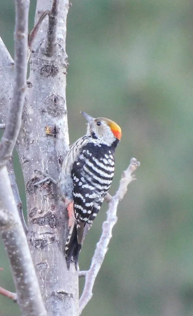 褐额啄木鸟(Dendrocoptes auriceps)
