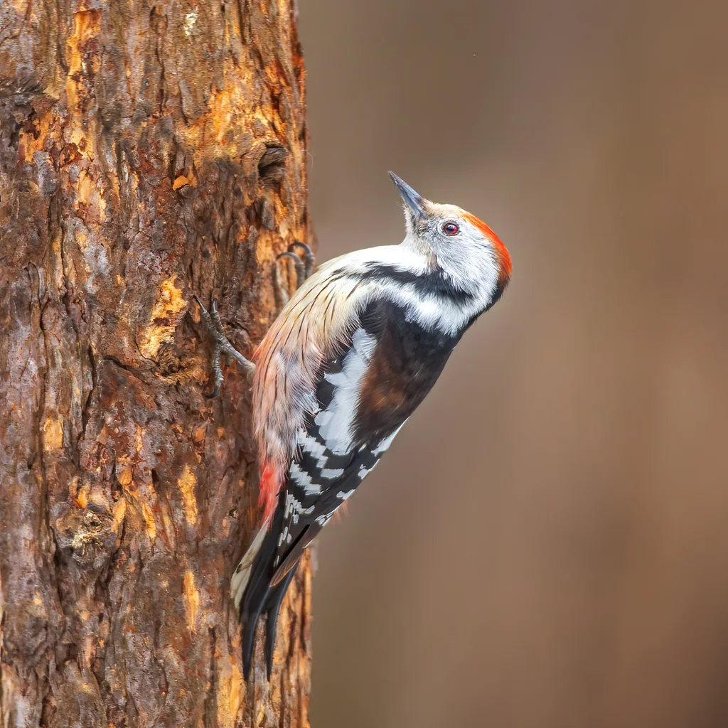 中斑啄木鸟(Dendrocoptes medius)