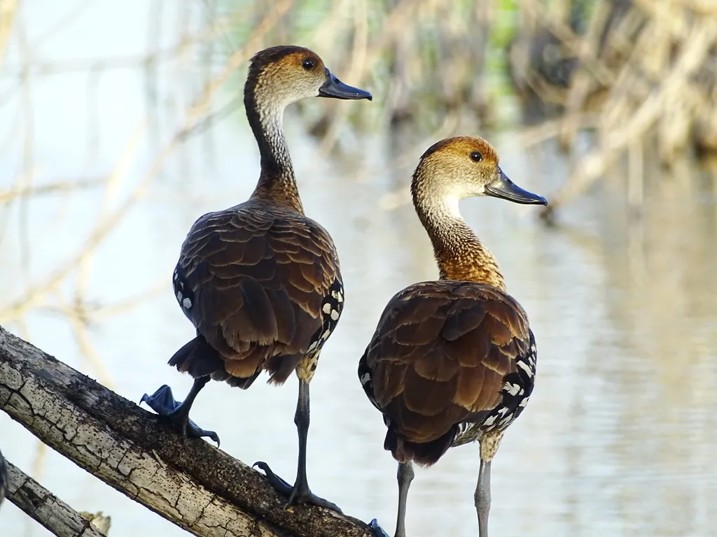 西印度树鸭(Dendrocygna arborea)