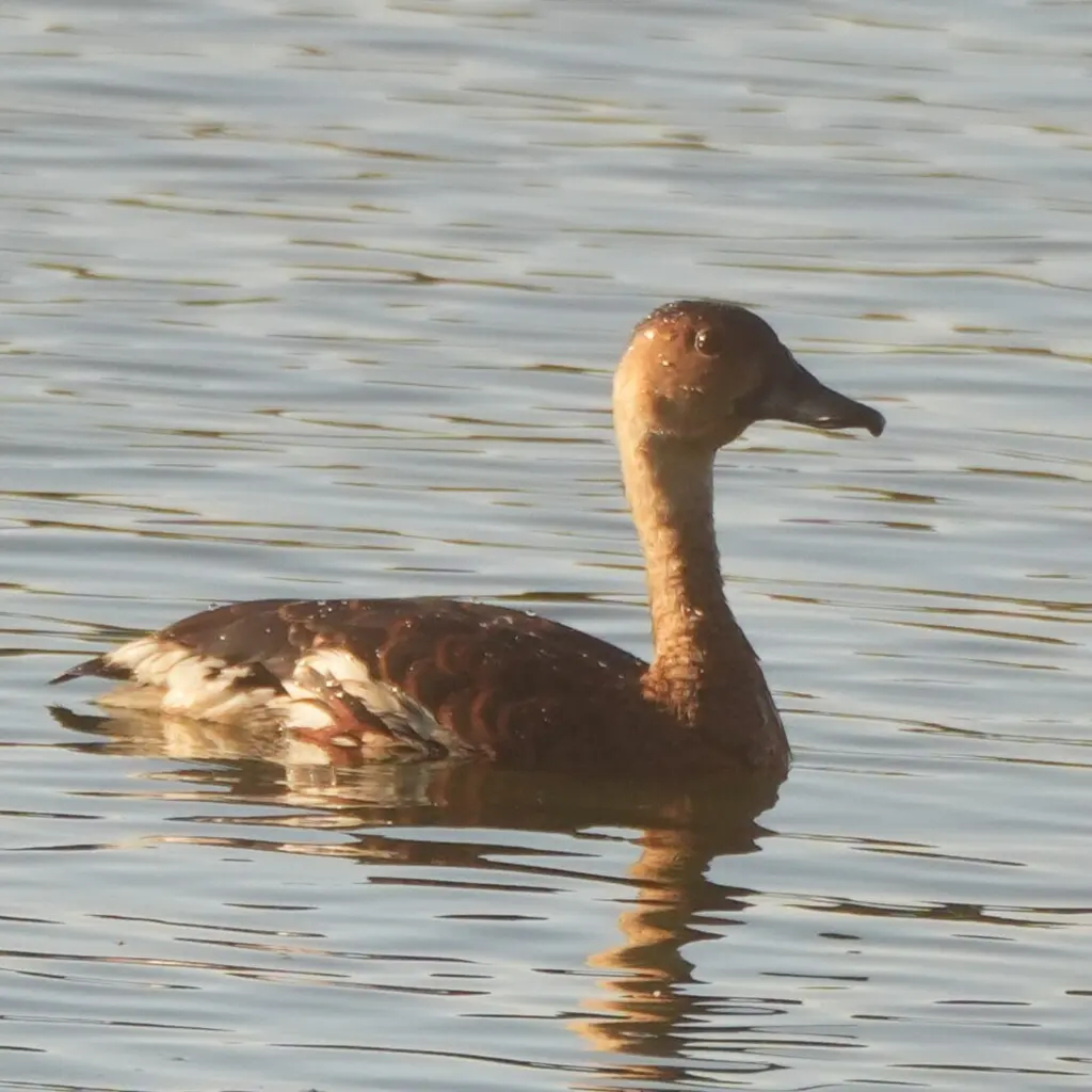 斑胸树鸭(Dendrocygna arcuata)