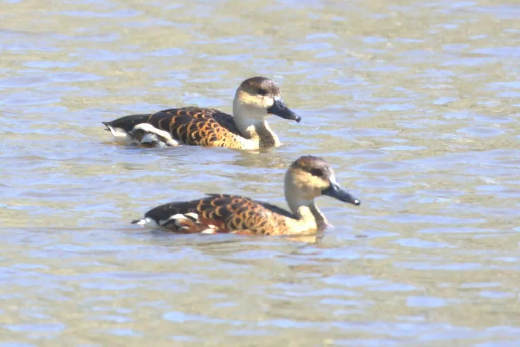 斑胸树鸭(Dendrocygna arcuata)
