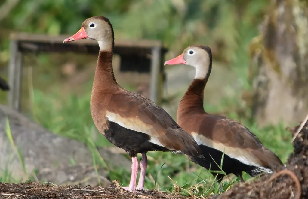黑腹树鸭(Dendrocygna autumnalis)