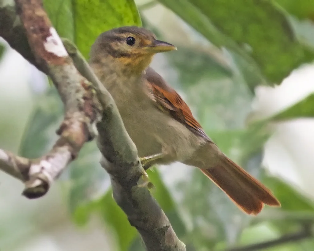 栗翅拾叶雀(Dendroma erythroptera)
