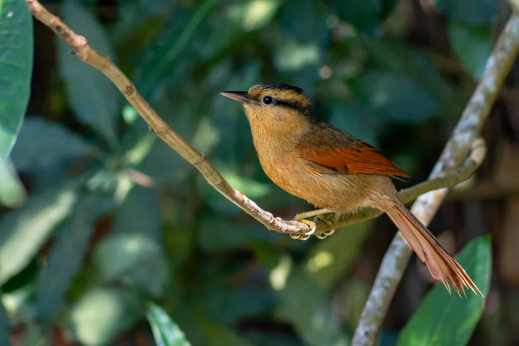 黄额拾叶雀(Dendroma rufa)