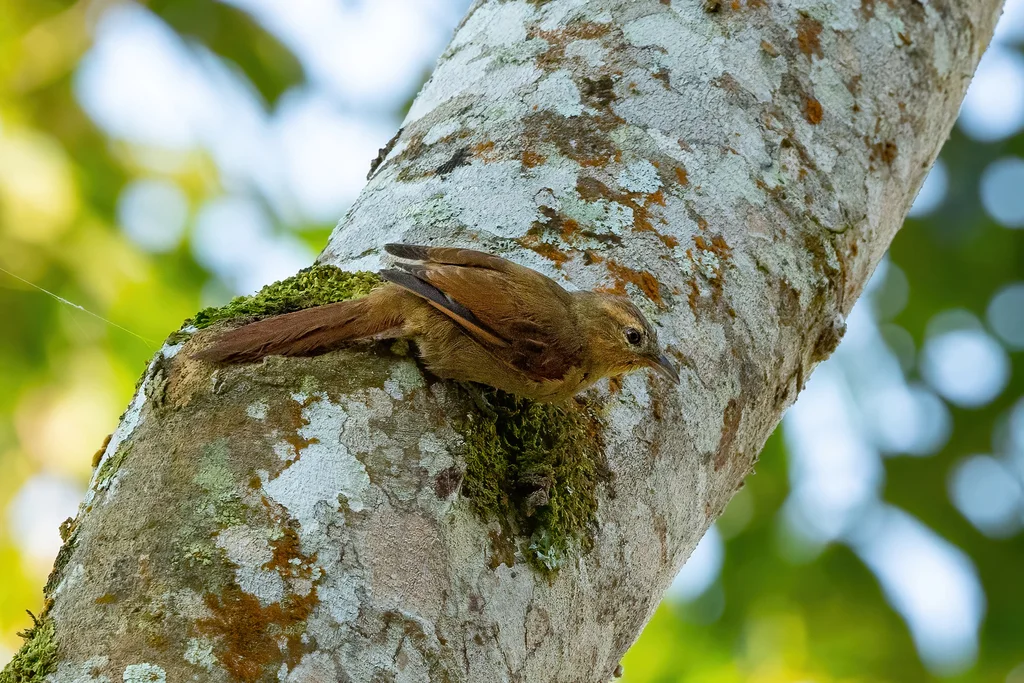 黄额拾叶雀(Dendroma rufa)