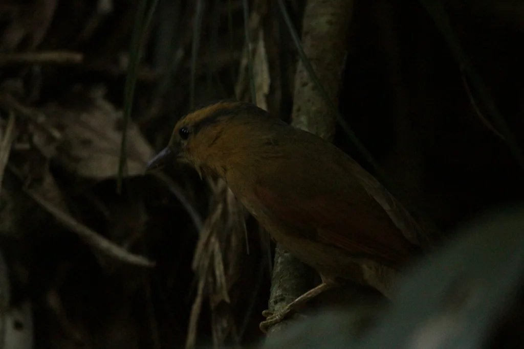 黄额拾叶雀(Dendroma rufa)