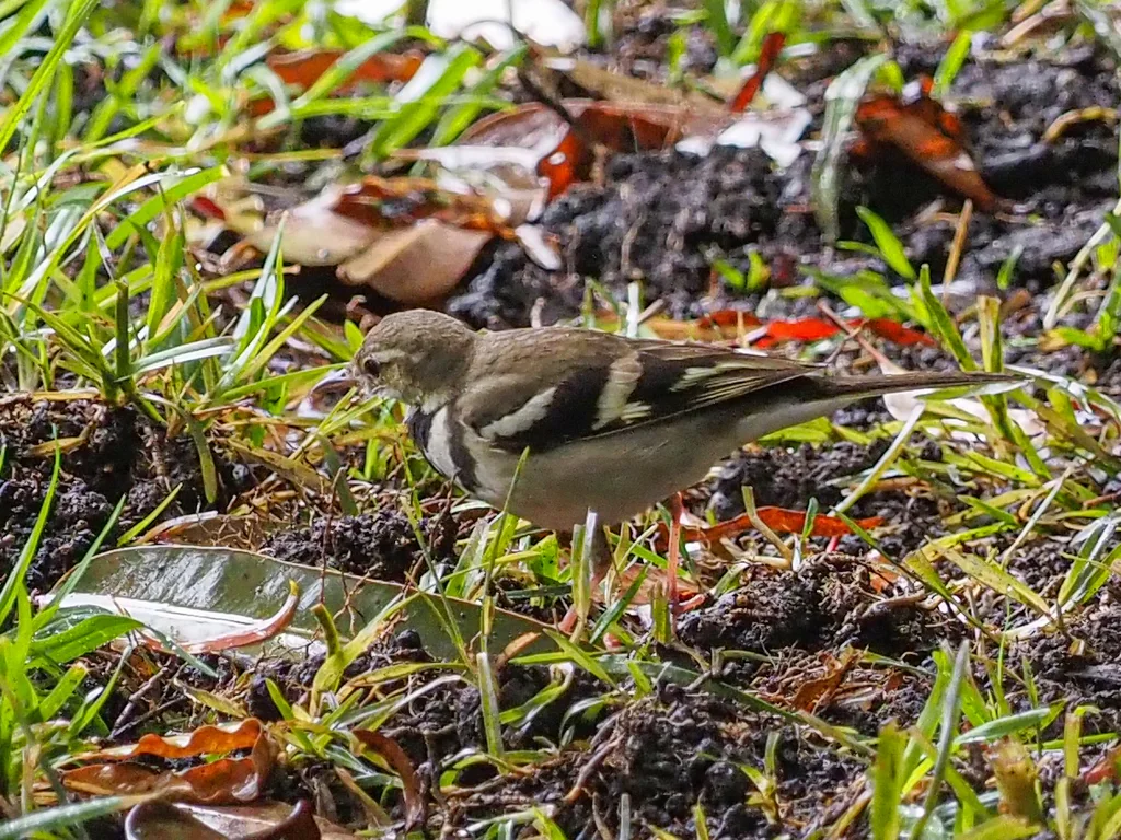 山鹡鸰(Dendronanthus indicus)