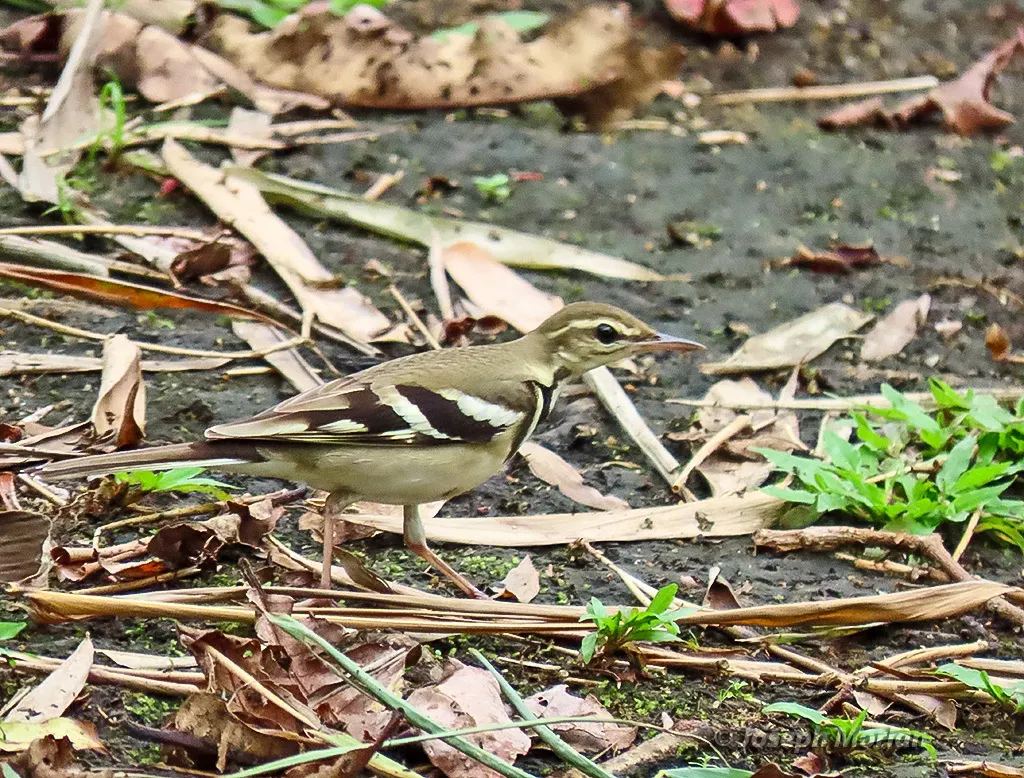 山鹡鸰(Dendronanthus indicus)
