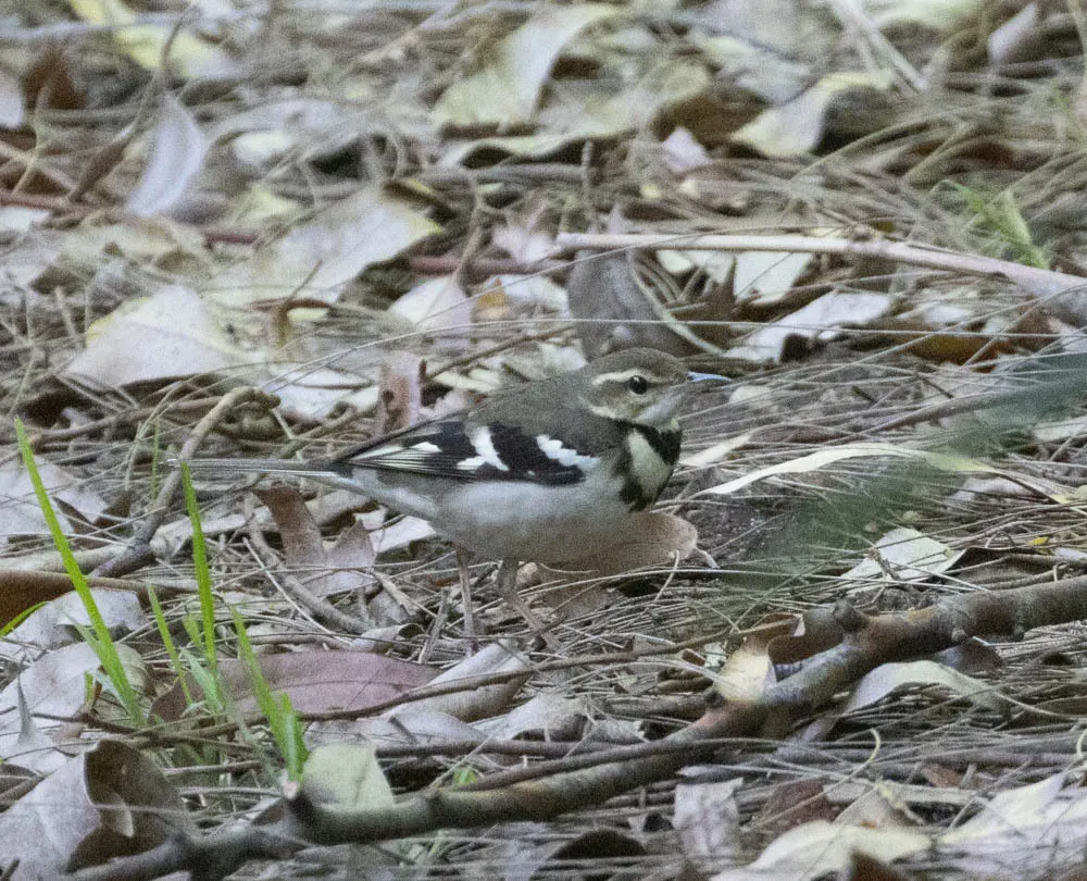 山鹡鸰(Dendronanthus indicus)