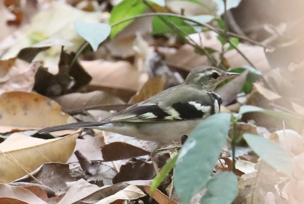 山鹡鸰(Dendronanthus indicus)