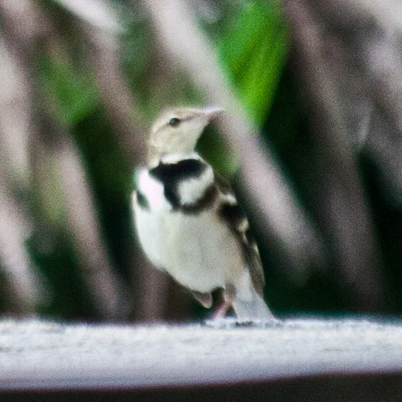 山鹡鸰(Dendronanthus indicus)
