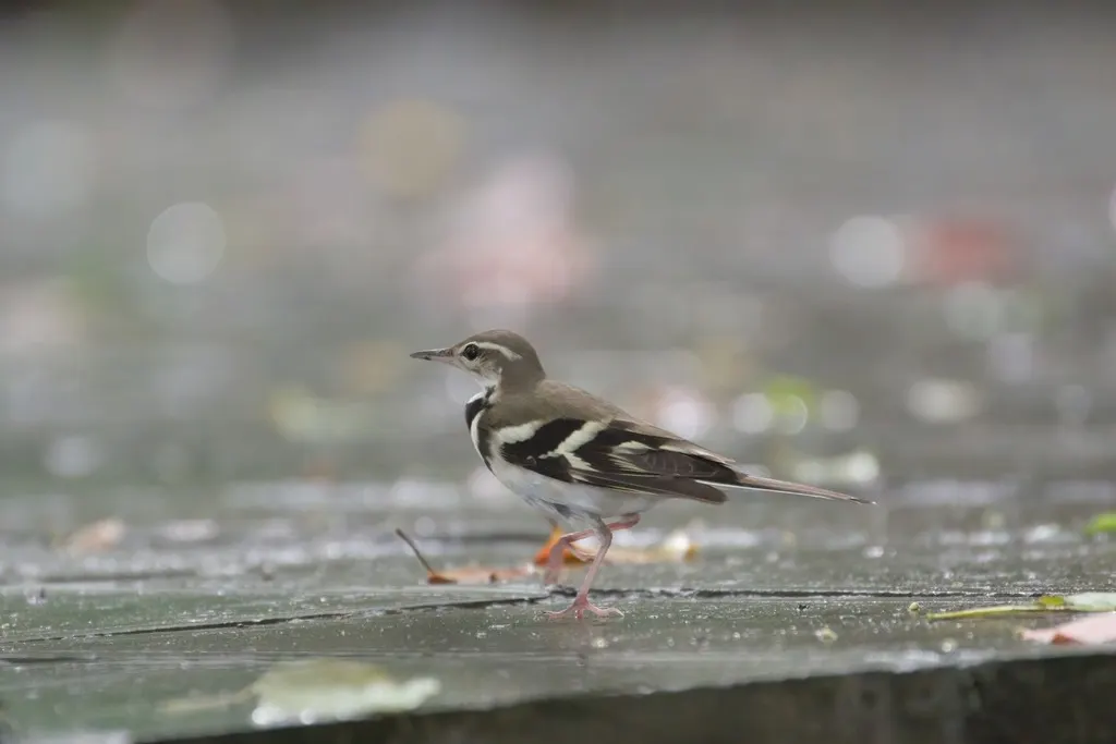 山鹡鸰(Dendronanthus indicus)
