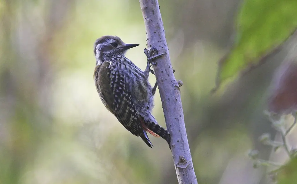 非洲金背啄木鸟(Dendropicos abyssinicus)