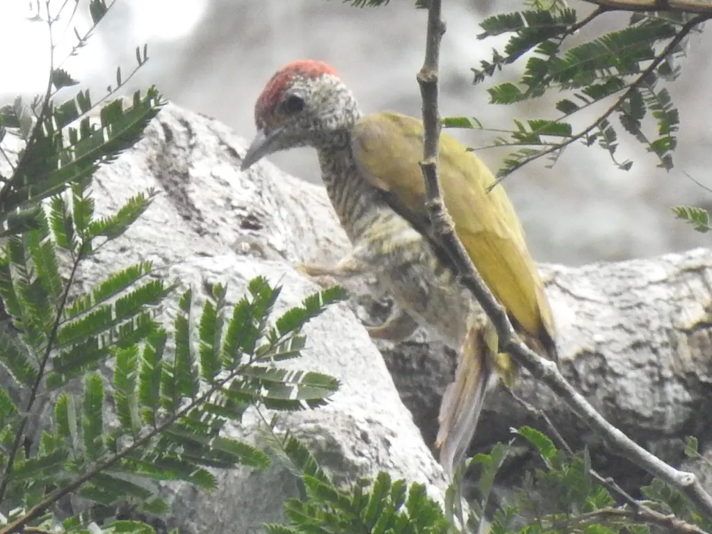 加蓬啄木鸟(Dendropicos gabonensis)
