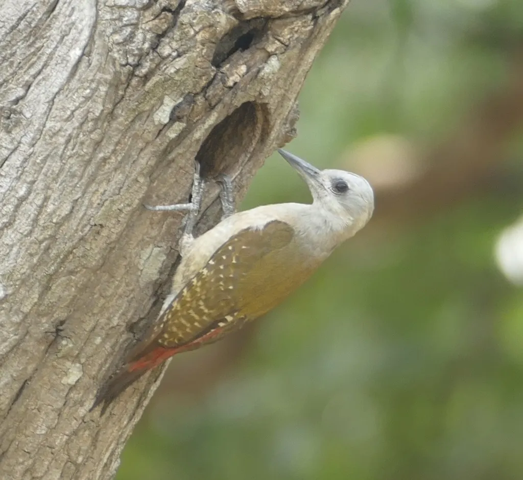 灰啄木鸟(Dendropicos goertae)