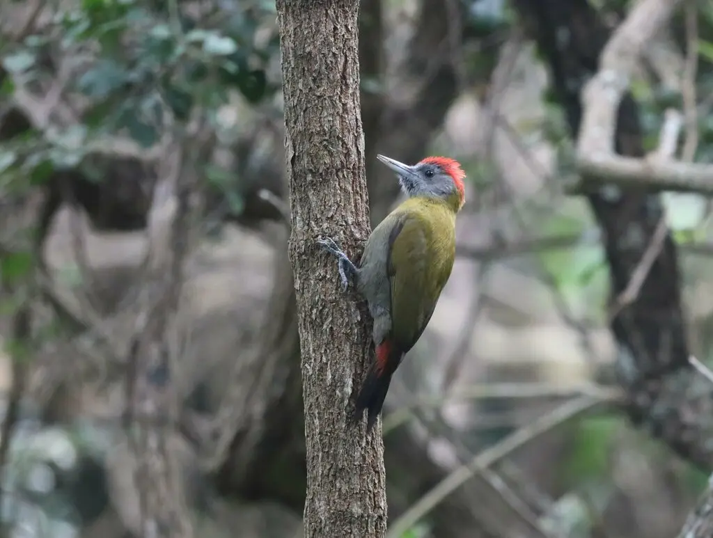 非洲灰啄木鸟(Dendropicos griseocephalus)