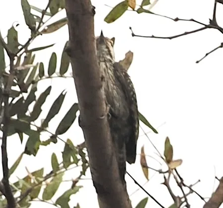 斯氏啄木鸟(Dendropicos stierlingi)