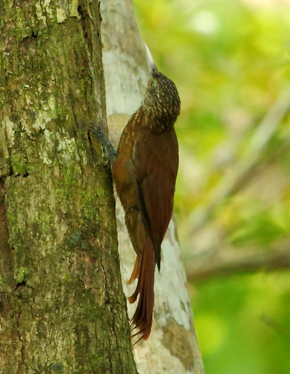 奇氏䴕雀(Dendroplex kienerii)