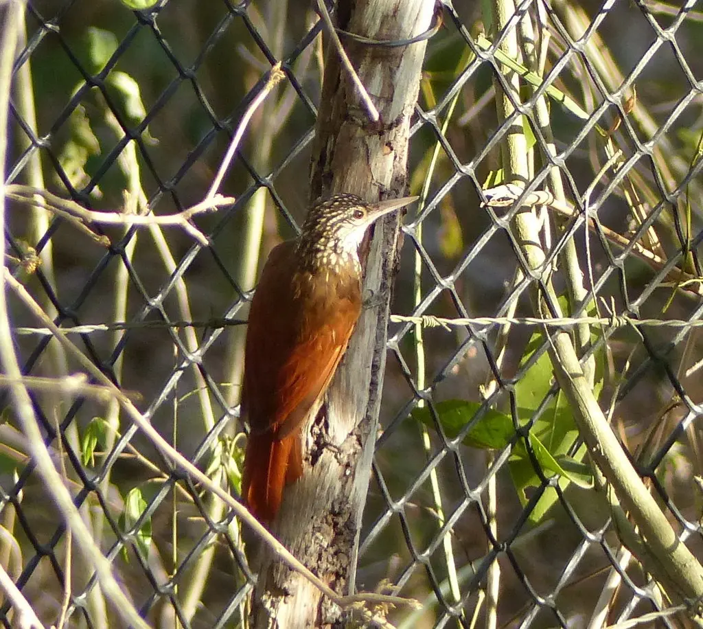 直嘴䴕雀(Dendroplex picus)