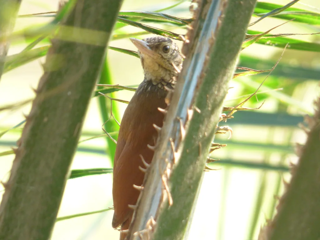 直嘴䴕雀(Dendroplex picus)