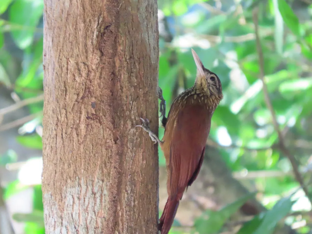 直嘴䴕雀(Dendroplex picus)