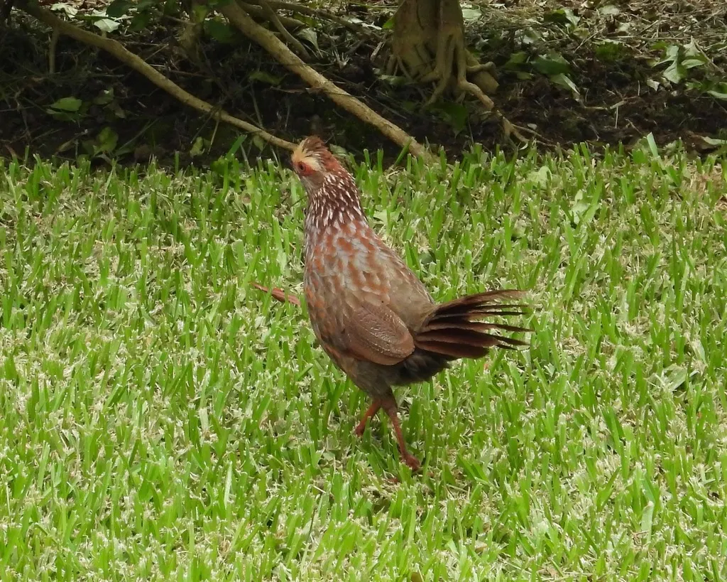 黄顶林鹑(Dendrortyx leucophrys)