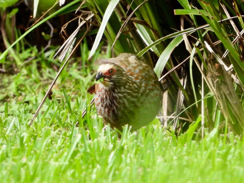 黄顶林鹑(Dendrortyx leucophrys)