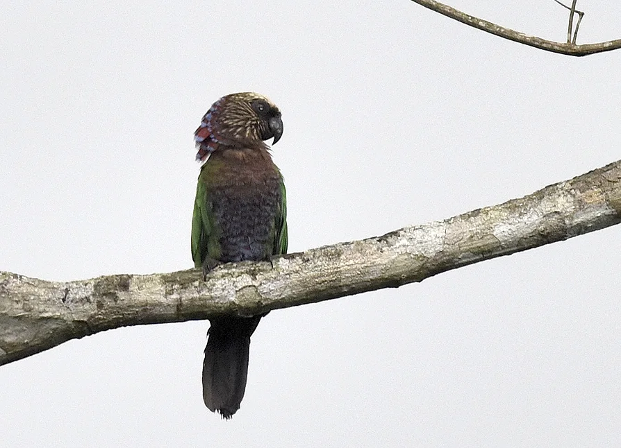 鹰头鹦哥(Deroptyus accipitrinus)