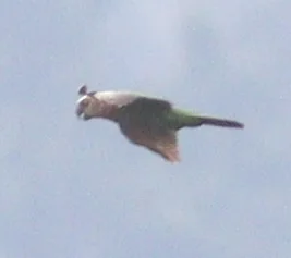 鹰头鹦哥(Deroptyus accipitrinus)